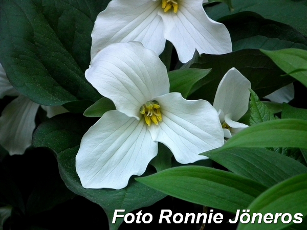 trillium 